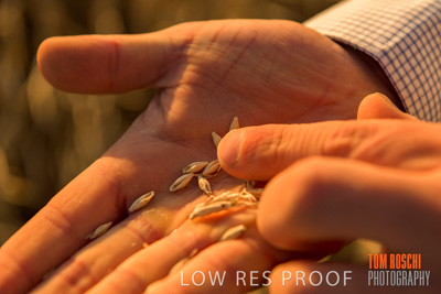 December 2019 / BARLEY_HARVEST_GERANIUM_191210_138