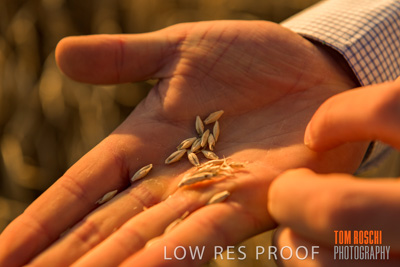 December 2019 / BARLEY_HARVEST_GERANIUM_191210_139