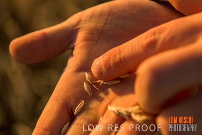 December 2019 / BARLEY_HARVEST_GERANIUM_191210_142
