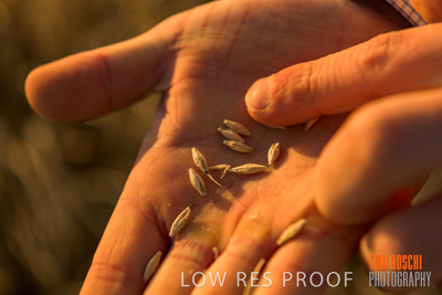 December 2019 / BARLEY_HARVEST_GERANIUM_191210_143