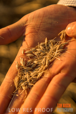 December 2019 / BARLEY_HARVEST_GERANIUM_191210_144