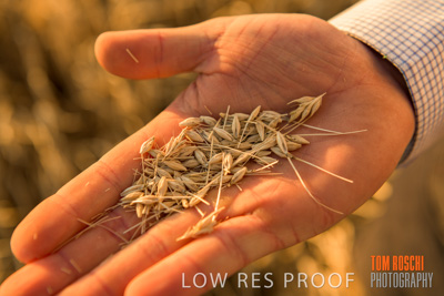 December 2019 / BARLEY_HARVEST_GERANIUM_191210_146