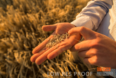 December 2019 / BARLEY_HARVEST_GERANIUM_191210_147