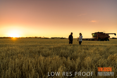December 2019 / BARLEY_HARVEST_GERANIUM_191210_258