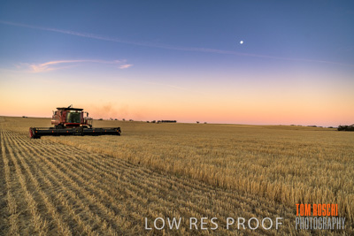 December 2019 / BARLEY_HARVEST_GERANIUM_191210_265