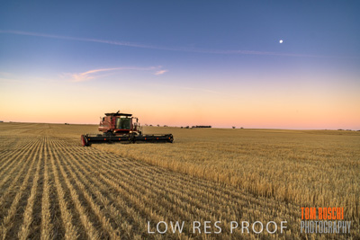 December 2019 / BARLEY_HARVEST_GERANIUM_191210_266