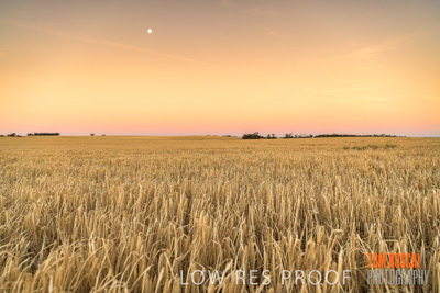 December 2019 / BARLEY_HARVEST_GERANIUM_191210_275