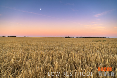 December 2019 / BARLEY_HARVEST_GERANIUM_191210_276
