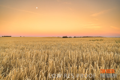 December 2019 / BARLEY_HARVEST_GERANIUM_191210_277
