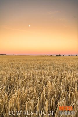 December 2019 / BARLEY_HARVEST_GERANIUM_191210_279