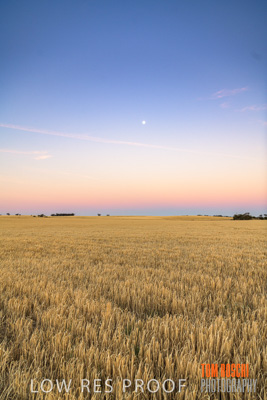 December 2019 / BARLEY_HARVEST_GERANIUM_191210_281