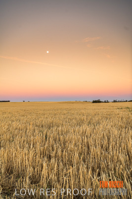 December 2019 / BARLEY_HARVEST_GERANIUM_191210_282