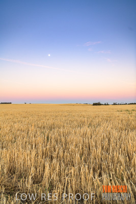 December 2019 / BARLEY_HARVEST_GERANIUM_191210_283