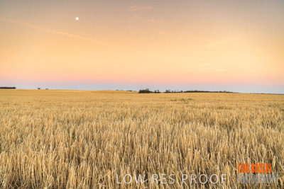 December 2019 / BARLEY_HARVEST_GERANIUM_191210_284