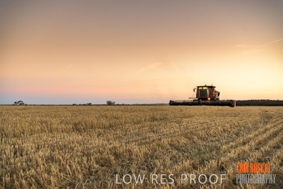 December 2019 / BARLEY_HARVEST_GERANIUM_191210_286