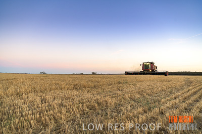 December 2019 / BARLEY_HARVEST_GERANIUM_191210_287
