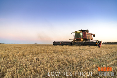 December 2019 / BARLEY_HARVEST_GERANIUM_191210_289