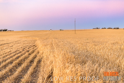 December 2019 / BARLEY_HARVEST_GERANIUM_191210_298