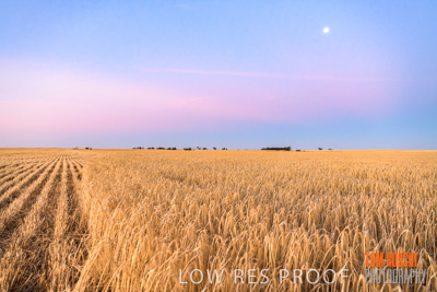 December 2019 / BARLEY_HARVEST_GERANIUM_191210_300