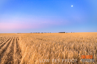 December 2019 / BARLEY_HARVEST_GERANIUM_191210_304