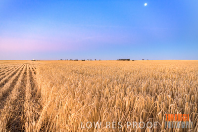 December 2019 / BARLEY_HARVEST_GERANIUM_191210_305