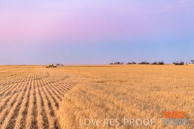 December 2019 / BARLEY_HARVEST_GERANIUM_191210_308