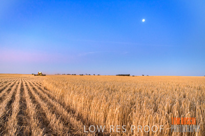 December 2019 / BARLEY_HARVEST_GERANIUM_191210_309