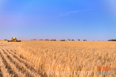December 2019 / BARLEY_HARVEST_GERANIUM_191210_310