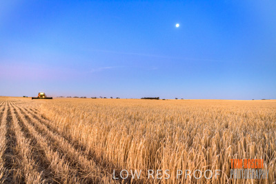 December 2019 / BARLEY_HARVEST_GERANIUM_191210_311