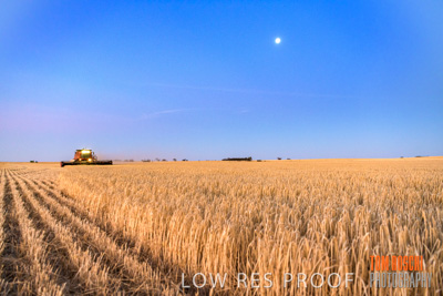 December 2019 / BARLEY_HARVEST_GERANIUM_191210_312