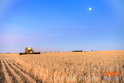 December 2019 / BARLEY_HARVEST_GERANIUM_191210_316