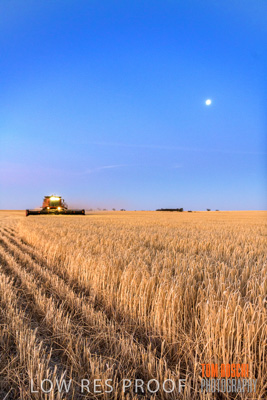 December 2019 / BARLEY_HARVEST_GERANIUM_191210_317