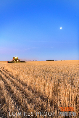 December 2019 / BARLEY_HARVEST_GERANIUM_191210_318