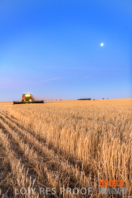 December 2019 / BARLEY_HARVEST_GERANIUM_191210_319