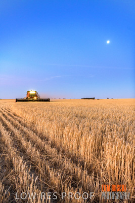December 2019 / BARLEY_HARVEST_GERANIUM_191210_320