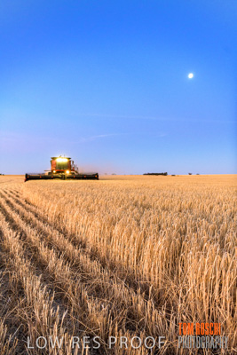 December 2019 / BARLEY_HARVEST_GERANIUM_191210_323