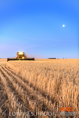 December 2019 / BARLEY_HARVEST_GERANIUM_191210_325