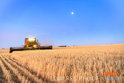 December 2019 / BARLEY_HARVEST_GERANIUM_191210_330