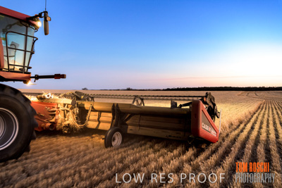 December 2019 / BARLEY_HARVEST_GERANIUM_191210_332