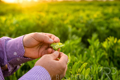 October 2022 / KANGAROO-FLAT-0103