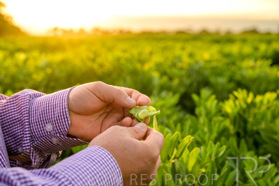 October 2022 / KANGAROO-FLAT-0110