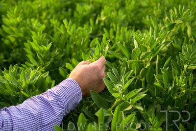 October 2022 / KANGAROO-FLAT-0310