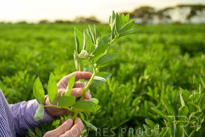 October 2022 / KANGAROO-FLAT-0316