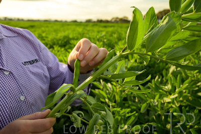 October 2022 / KANGAROO-FLAT-0339