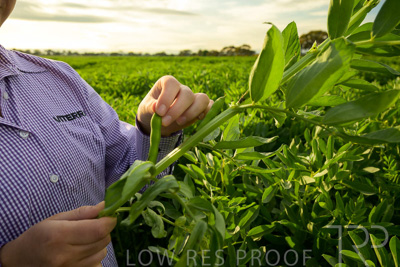 October 2022 / KANGAROO-FLAT-0341