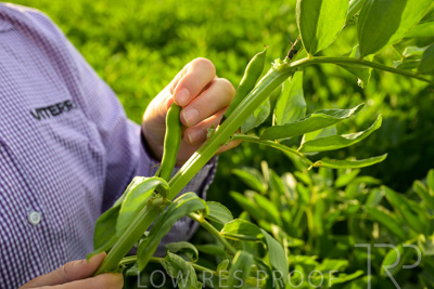 October 2022 / KANGAROO-FLAT-0347