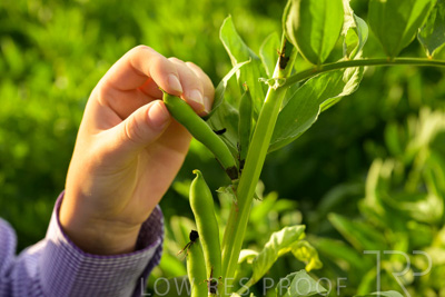 October 2022 / KANGAROO-FLAT-0354