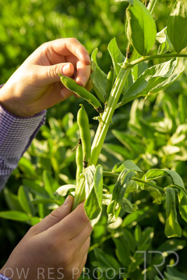 October 2022 / KANGAROO-FLAT-0357