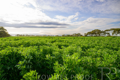 October 2022 / KANGAROO-FLAT-0455