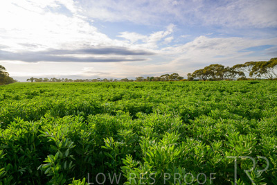 October 2022 / KANGAROO-FLAT-0458